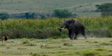 59Elephant Chases Lion