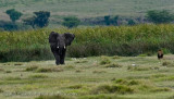 61Elephant Chases Lion