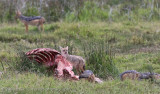 64Jackals on a Baby Hippo kill