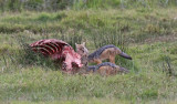 66Jackals on a Baby Hippo kill