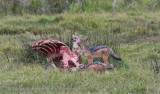 67Jackals on a Baby Hippo kill