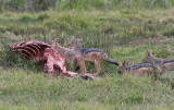 68Jackals on a Baby Hippo kill