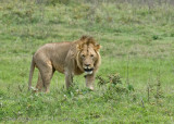 70Male Lion