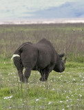 73Rhino Potty Break