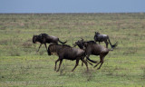 78Wildebeest Running