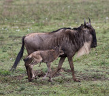 81Wildebeest with Baby