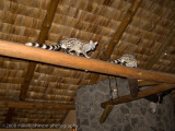 84Genets at Nduto Safari Lodge