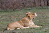 96Lion Friends