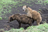 99Hyena Copulating