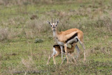103Gazelle Nursing