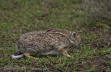 105African Hare