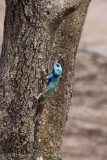 108Agama Lizard