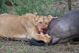 116Lion Eating Wildebeest