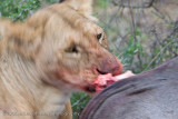117Lion Eating Wildebeest