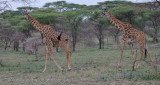 120Two Giraffe