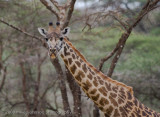 121Giraffe Head and Neck