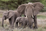 127Elephant Family