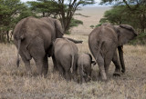 132Elephant Family Departing