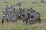 135Zebra Looking at Zebra Looking at Me