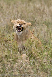 137Lion Mouthh