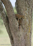 156Leopard Kitten in Tree
