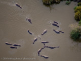 166Hippos Look Like Bugs from Balloon