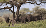 169Lion in Tree over Elephants