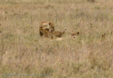 179Lion Cub with Mother