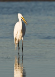 Great White Egret with fish