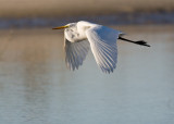 Egret flight shot