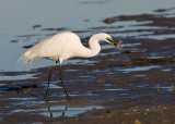 Egret with fish