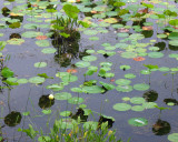 More Chopawamsic Creek, Quantico, Virginia