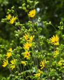 Yellow and Green