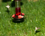 Hummingbird Dogfight