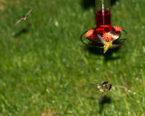 Another Shot from the Hummingbird War