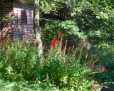 Garden Scene, William Paca House