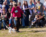 Dogs of the British Isles at the Celtic Festival