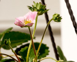 Fall Strawberry Blossom