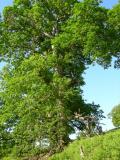 2nd biggest oak in England.jpg