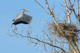 Great Blue Heron Rookery