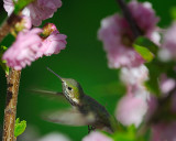 Calliope Hummingbird