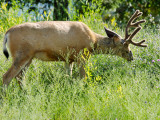 Mule Deer - Buck in Velvet