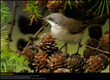 Lesser Whitethroat (Gærdesanger / Sylvia Curruca)