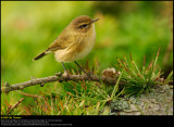 Chiffchaff (Gransanger / Phylloscopus collybita)