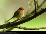Robin (Rødhals / Erithacus rubecula)