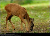 Roe Deer (Rådyr , Capreolus capreolus)