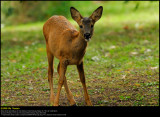 Roe Deer (Rådyr , Capreolus capreolus)