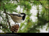 Coal tit (Sortmejse / Periparus ater)