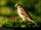 House Sparrow (Gråspurv / Passer domesticus) 