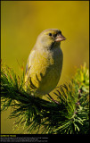 Greenfinch (Grnirisk / Carduelis chloris)